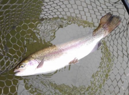 大安トラウトレイク 釣果